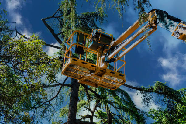 Professional Tree Service in Alamo, NV